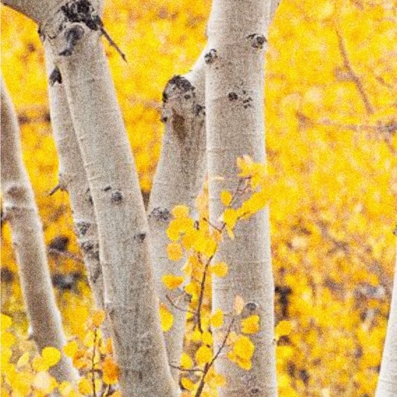 The Lorax Enamel Pin - Dr. Seuss - Picture 2 of 4